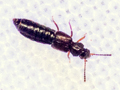 presumed Carpelimus erichsoni